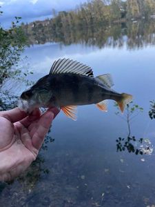 European Perch