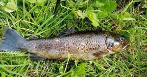 Brown Trout