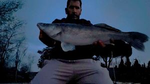 Zander