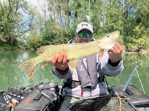 Northern Pike