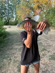 Common Bream
