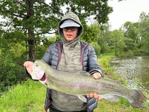 Rainbow Trout