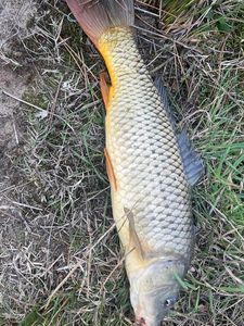 Common Carp