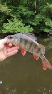 European Perch