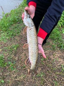 Northern Pike