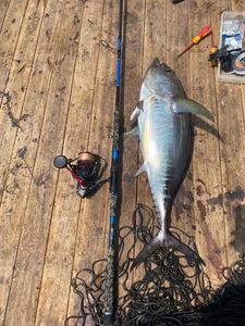 Big Eye Tuna Atlantic