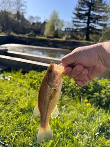 Smallmouth Bass