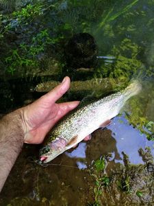 Rainbow Trout
