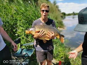 Common Carp