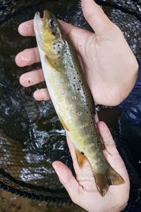 Brown Trout