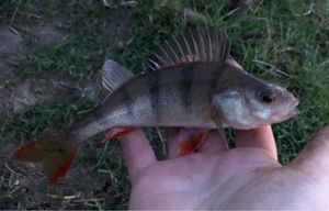 European Perch