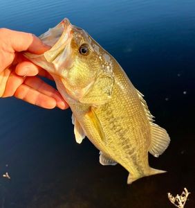 Largemouth Bass