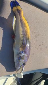 Cuckoo Wrasse