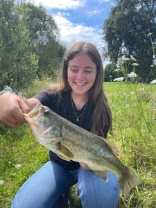 Largemouth Bass