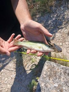 Largemouth Bass
