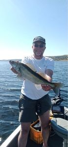 Zander