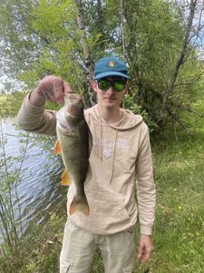 Yellow Perch