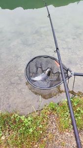 Rainbow Trout