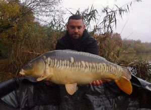 Mirror Carp
