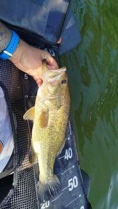Largemouth Bass