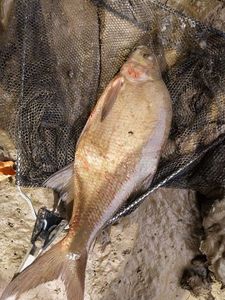 Common Bream