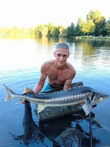 European Sturgeon