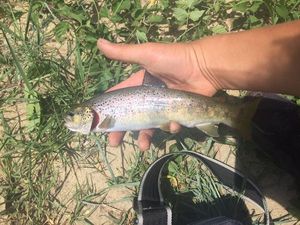 Brown Trout