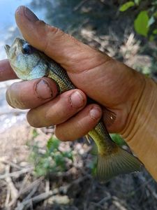 Largemouth Bass