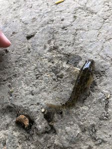 Round Goby