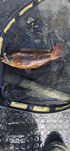Ballan Wrasse