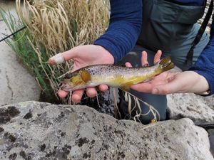 Brown Trout