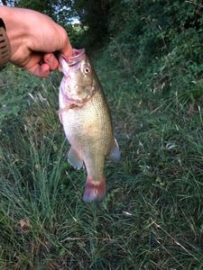 Largemouth Bass