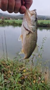 Largemouth Bass