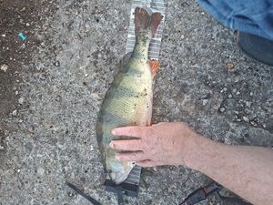 European Perch