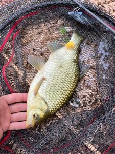 Prussian Carp
