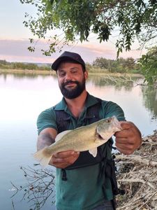 Largemouth Bass