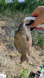 Crucian Carp