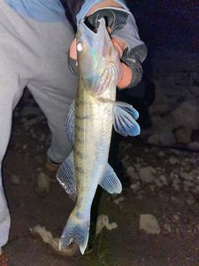 Zander