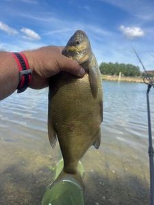 Common Bream