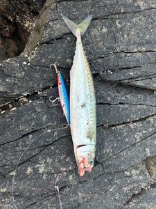 Mackerel