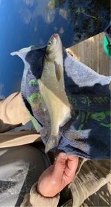 Common Bream