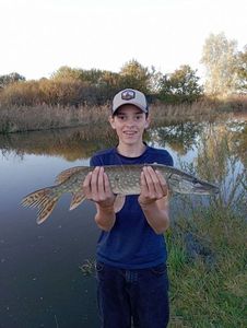 Northern Pike