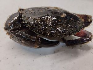 Warty Crab