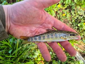 Brown Trout