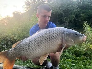 Common Carp