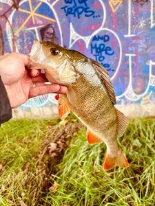 European Perch