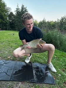 Common Carp