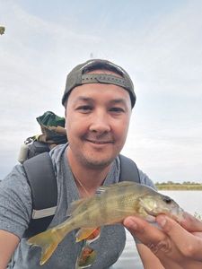 European Perch