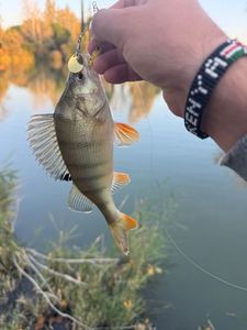 European Perch