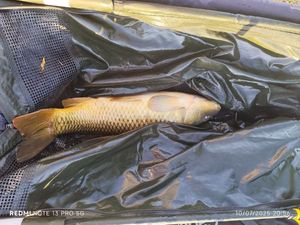 Common Carp